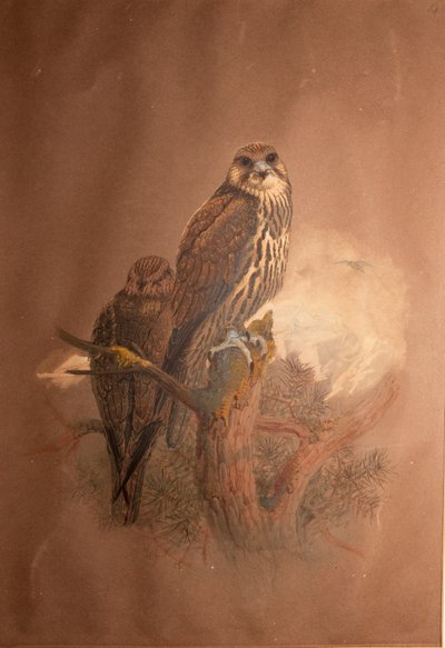 Halcón sacre (Falco sacer), 1856-67 de Joseph Wolf